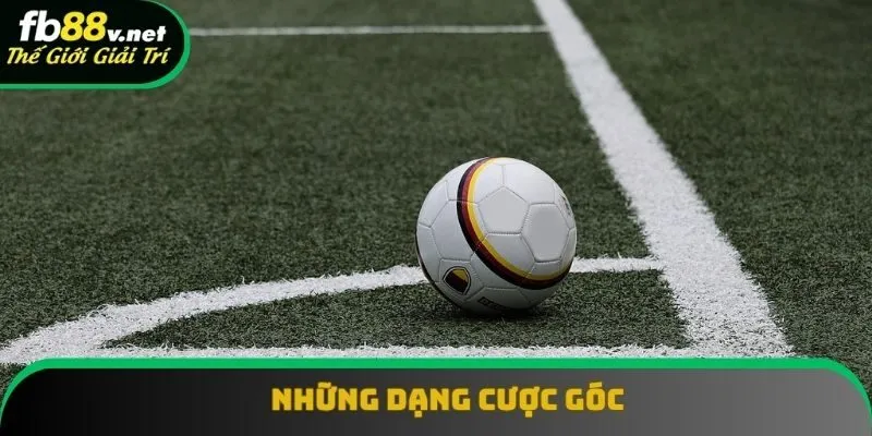 Những dạng cược góc được người chơi yêu thích Những dạng cược góc được người chơi yêu thích